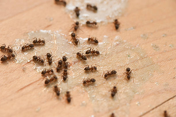 Best Pest Removal Services  in Scobey, MT