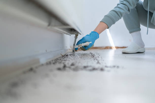 Reliable Scobey, MT Pest Control Solutions